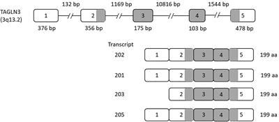 Biochemical Features and Physiological Roles of hNP22 in the Central Nervous System